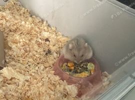 Hamster