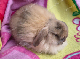 Mini lop girl choc Harli 8 weeks old