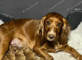 Golden Working Cocker Spaniel Puppies