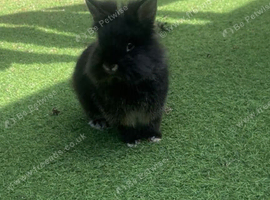 Beautiful lionhead