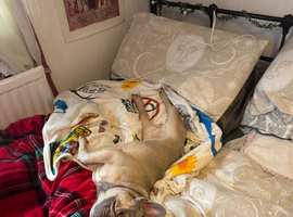 Jasper the Frenchie