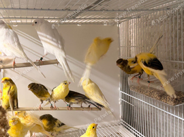 Persian canary&rsquo;s males and females available
