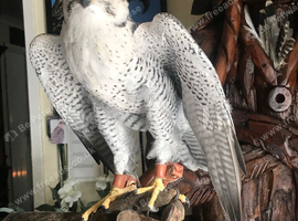 Male gyr saker falcon