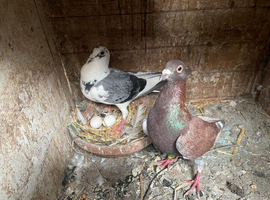 Nice pair racing pigeons for sale in Birmingham