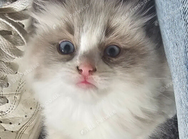 Ragdoll kittens female