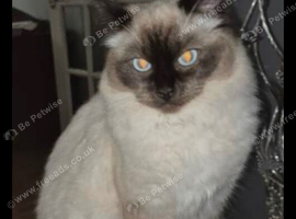 Ragdoll cross British shorthair