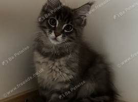 Maine Coon kittens