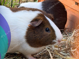 Guinea pig pairs