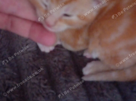 5 gorgeous  1/2 persian  kittens