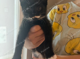 4 cute wee kittens for sale