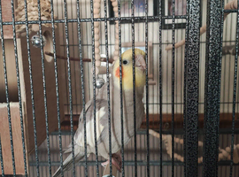 2 young grey cockatiel for sale.