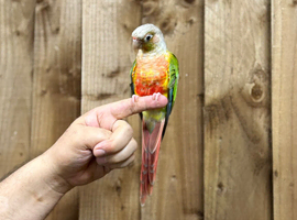 Pineapple conure
