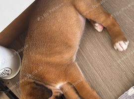 Champion breed boxer puppies