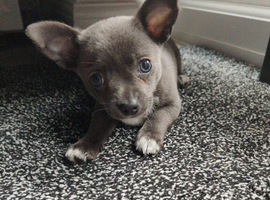 Blue Chihuahuas