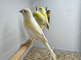 Canaries