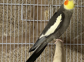 Cockatiel male