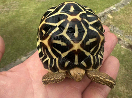 Indian Star Tortoises