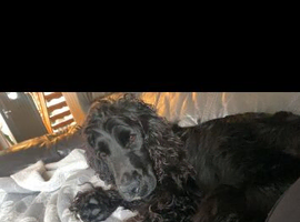 Cockapoo Puppies