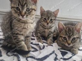 5 kittens ready to leave