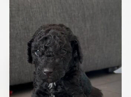 3 beautiful Miniature poodle x Cockapoo puppies