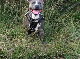 17 month old male blue brindle staffy