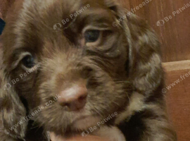 Beautiful Sprocker Puppies