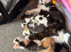 Kittens