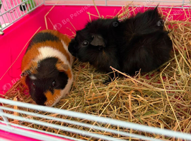 2 male guinea pigs