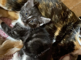 Gorgeous 2  kittens