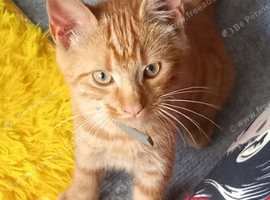 Ginger boy kitten