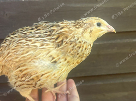 Cotunix Quail