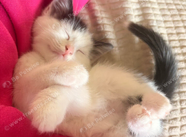 Kitten