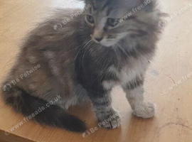 BLH Black grey and white male kitten for sale