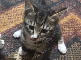 3 little kittens