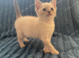 Two Ragdoll/Mainecoon Kittens Ready