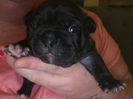 French bulldog girl puppy