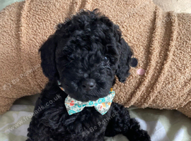Cockapoo puppies ready now