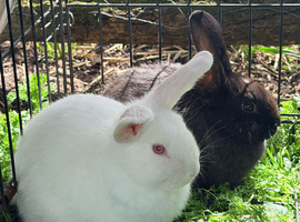 Rabbits