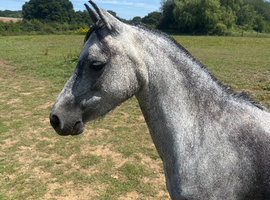 STUNNING SHOW PROSPECT
