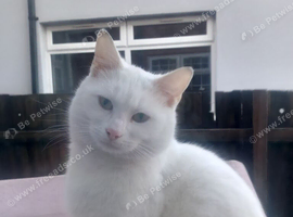 full white cat friendly cat