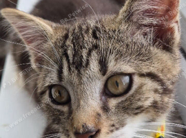 Beautiful Tabby Boy