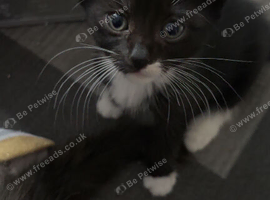Ragamese cross kittens ready now