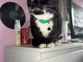 handsome tuxedo boy cat.