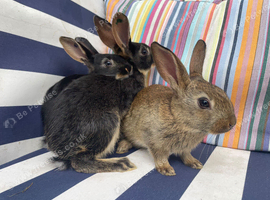 10 BELGAIN HARE KITS