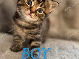 British short hair kittens