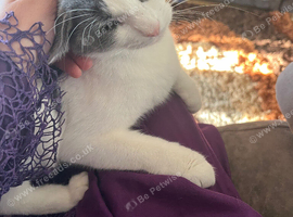 Joy a female cat and her electric litter box ready to find a new home
