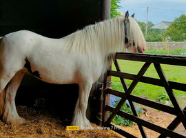 Proper old fashioned cob mare