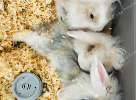 3 lionhead bunnies
