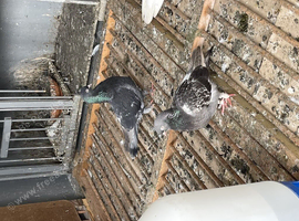 I haval same pigeons. For sale  Turkish pigeons