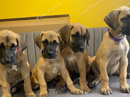 GREAT DANE PUPS